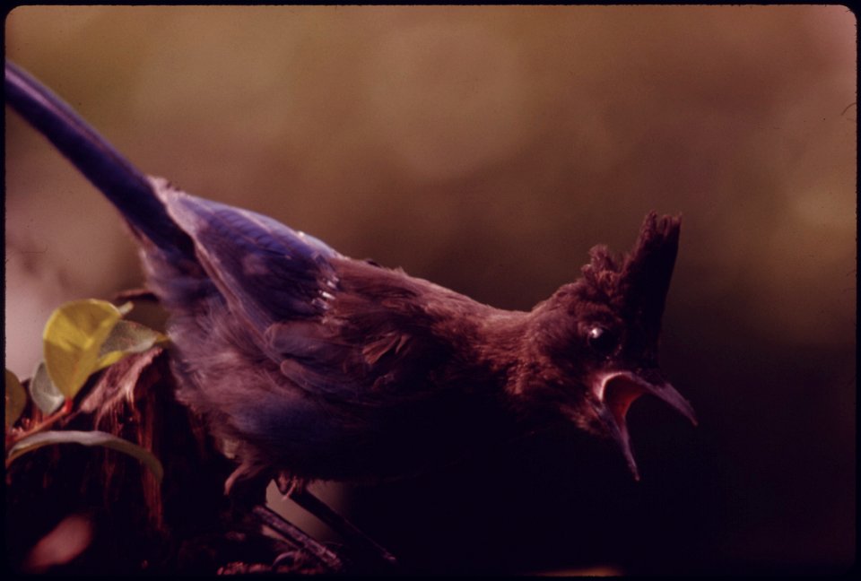 Immature Stellars Jay (Cyanocitta stelleri), bird of the year screeching his characteristically raccous call at something below him in the private forest preserve on Green Mountain, Washington. Locate