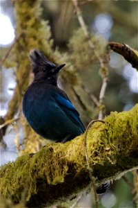 Steller's Jay, Cape Meares NWR, Tillamook County, Oregon You are free to use this image with the following photo credit: Peter Pearsall/U.S. Fish and Wildlife Service photo