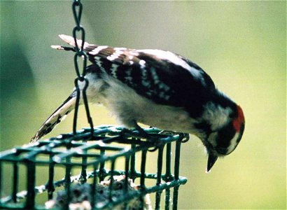 Downy Woodpecker (not Hairy Wp!) on Feeder photo