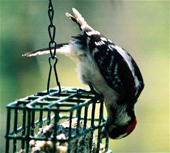 Downy Woodpecker (not Hairy Wp!) on Feeder photo