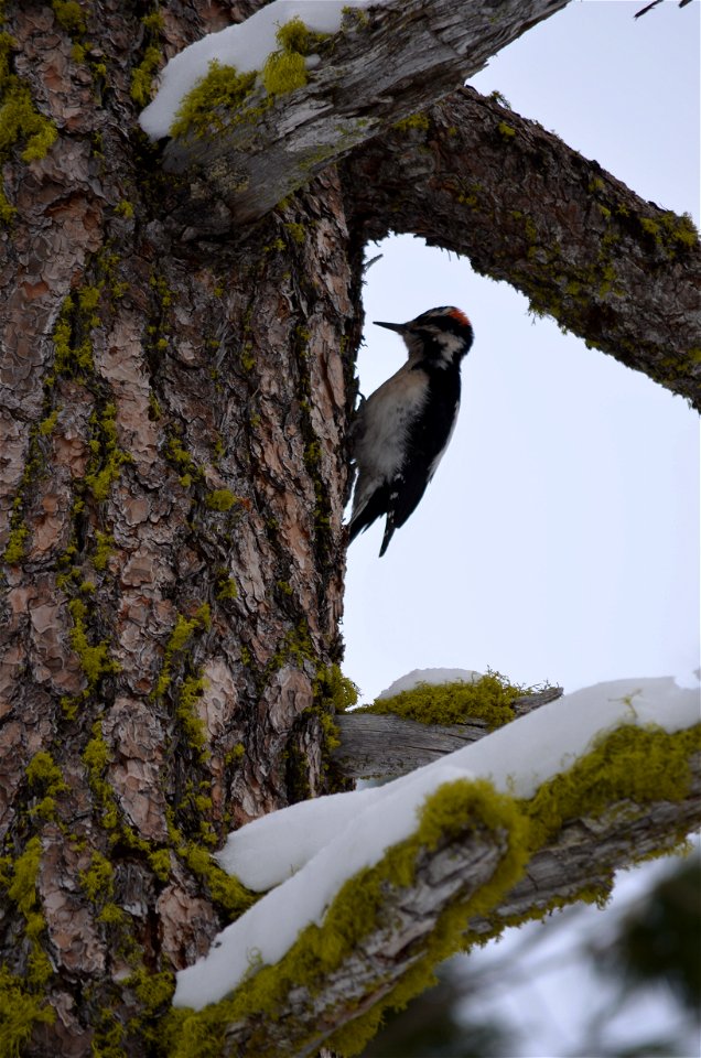 Downy woodpecker ML5