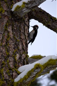 Downy woodpecker ML5 photo