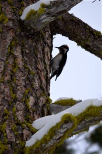 Downy woodpecker ML5
