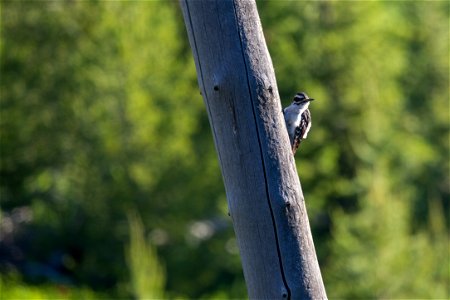 Downy woodpecker, Tower Junction photo