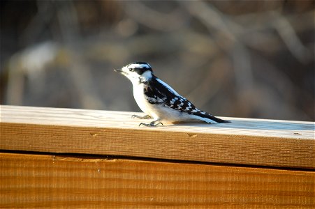 Female Downy Woodpecker (Picoides pubescens) photo