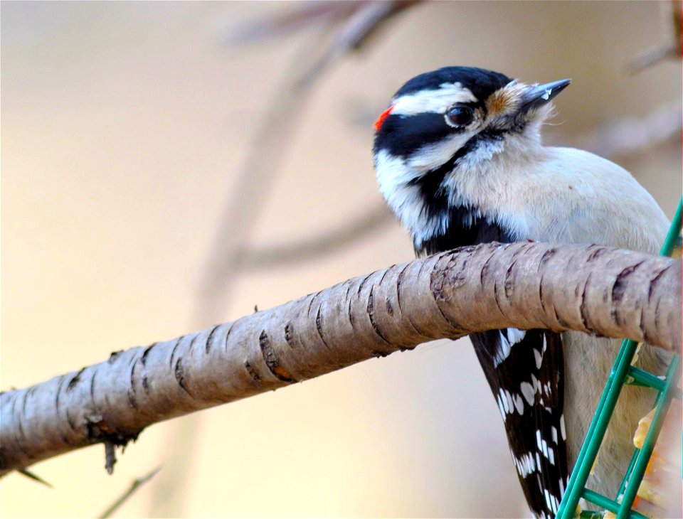 Male downy woodpecker on the suet feeder at Prairie Wetlands Learning Center in Fergus Falls, Minnesota.

Photo by David Ellis/USFWS.