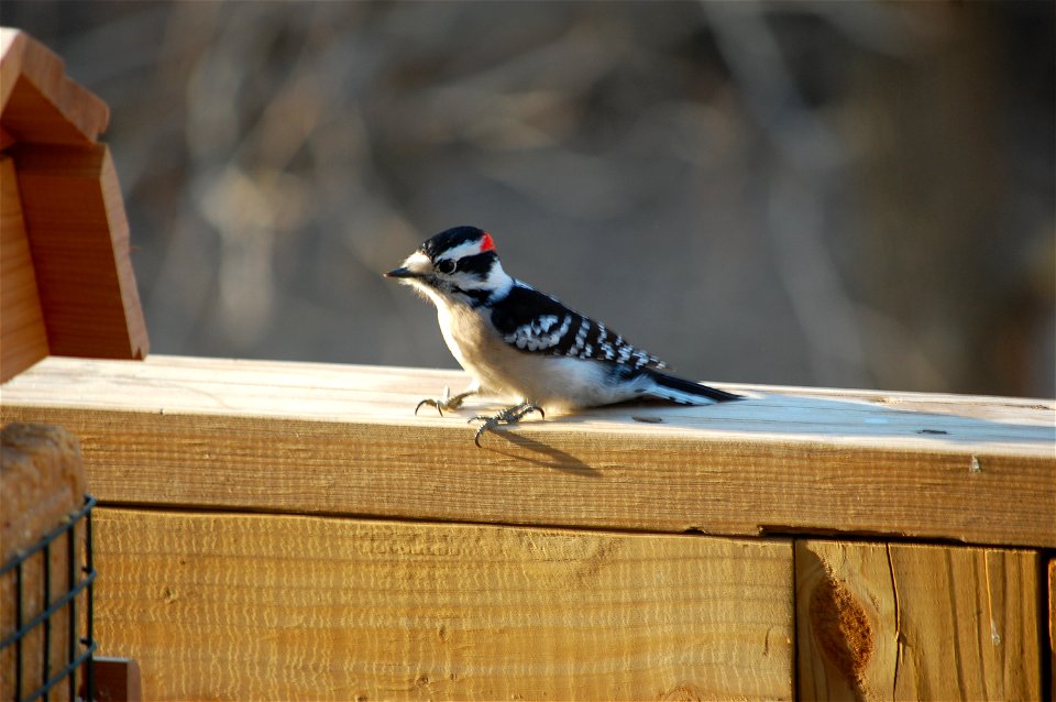 Male Downy woodpecker (Picoides pubescens) eating peanut suet.