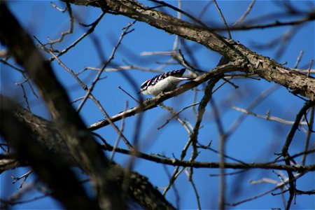 A downy woodpecker (male).