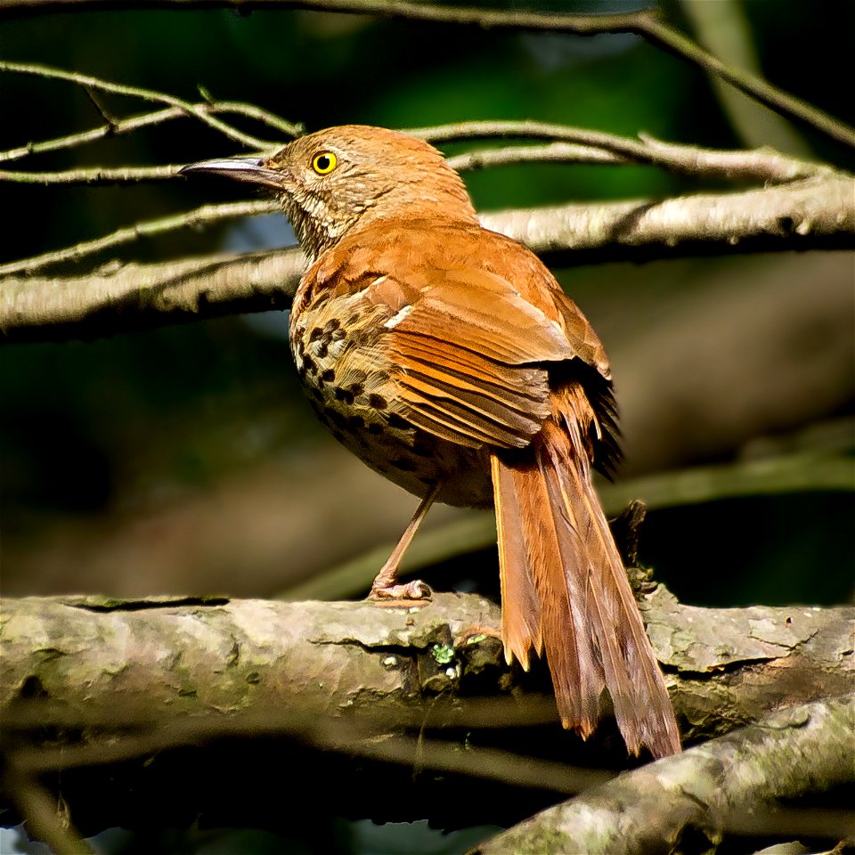 A Brown Thrasher (Toxostoma rufum). Photo taken with an Olympus E-5 in Caldwell County, NC, USA.Cropping and post-processing performed with Adobe Lightroom. photo