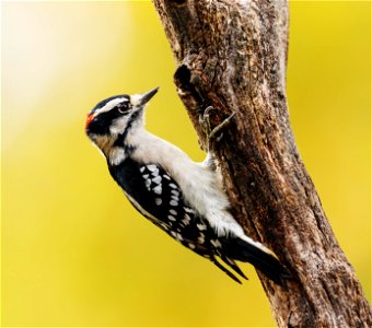 NPS | N. Lewis A male Downy woodpecker basks in the glow of a maple turned gold by the cooler fall temperatures. (K0A9700) photo