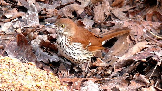 A Brown Thrasher (Toxostoma rufum) having lunch on a block of compressed corn.Photo taken with a Panasonic Lumix DMC-FZ50 in Johnston County, North Carolina, USA.