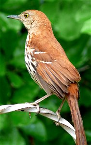 A Brown Thrasher (Toxostoma rufum) perched on a metal hanger.Photo taken with a Panasonic Lumix DMC-FZ50 in Johnston County, North Carolina, USA. photo