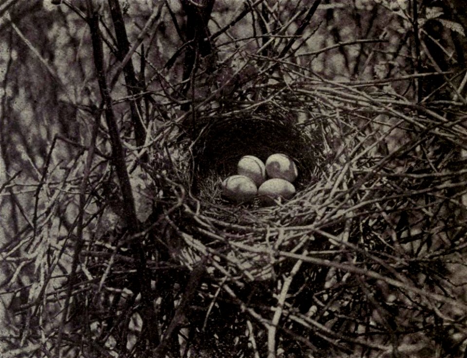 Four Toxostoma rufum (Brown Thrasher) eggs.