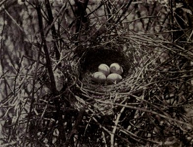Four Toxostoma rufum (Brown Thrasher) eggs.