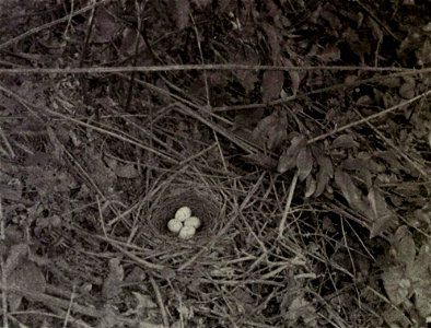 Four Toxostoma rufum (Brown Thrasher) eggs.