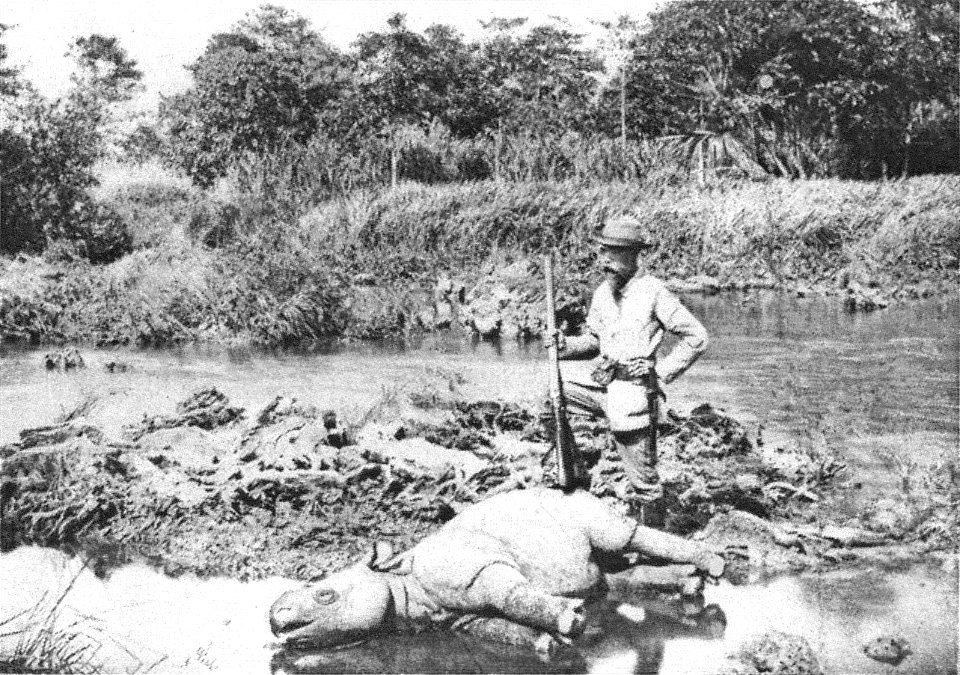 A photo of a young but dead Javan Rhinoceros in Ujung Kulon, the hunter is Charles te Mechelen.