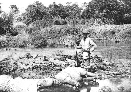 A photo of a young but dead Javan Rhinoceros in Ujung Kulon, the hunter is Charles te Mechelen.