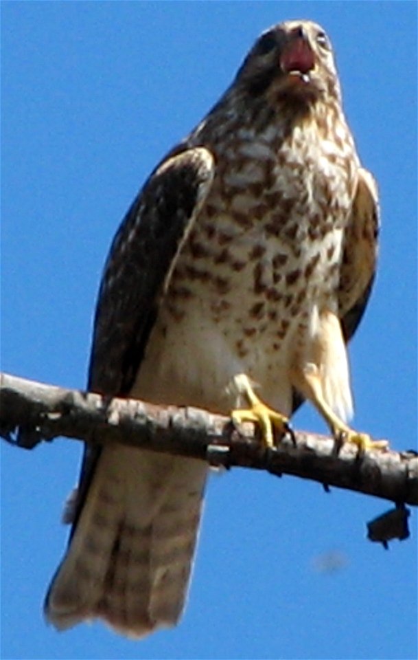 1st year/2CY Red-shouldered Hawk