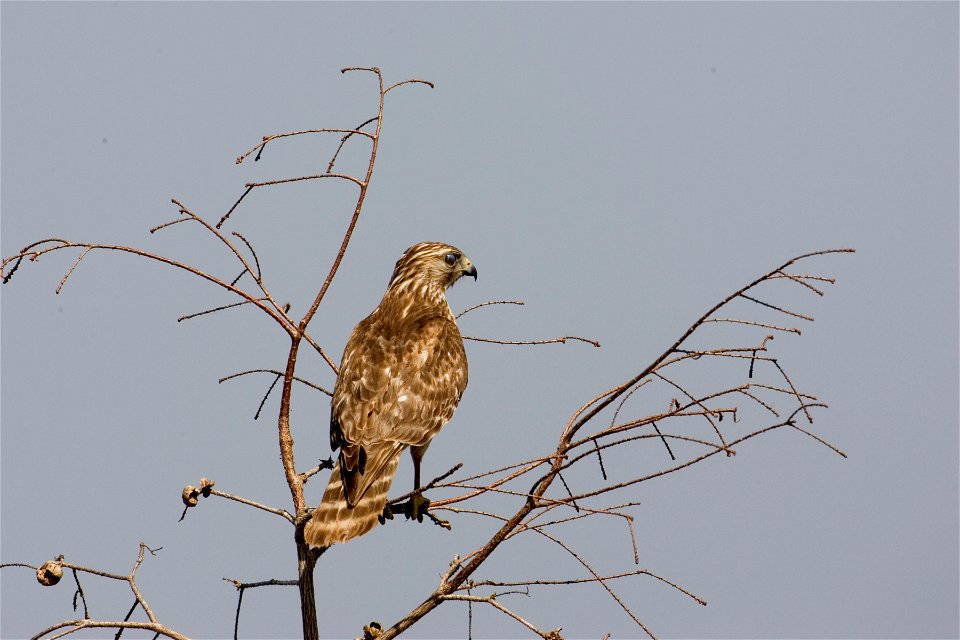 Red Shouldered Hawk, NPSPhoto, R. Cammauf