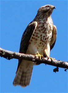1st year/2CY Red-shouldered Hawk