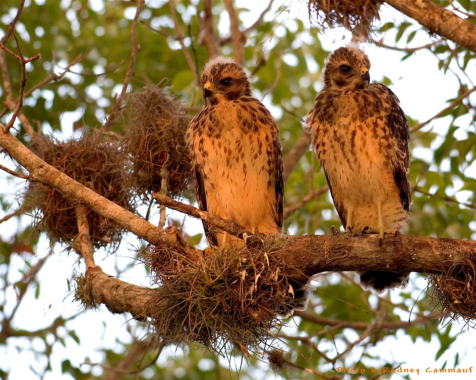 Red Shouldered Hawks, NPSPhoto, R. Cammauf