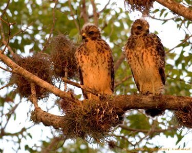Red Shouldered Hawks, NPSPhoto, R. Cammauf photo