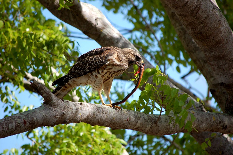 Red Wing Hawk and Snake, NPSphotos.jpg