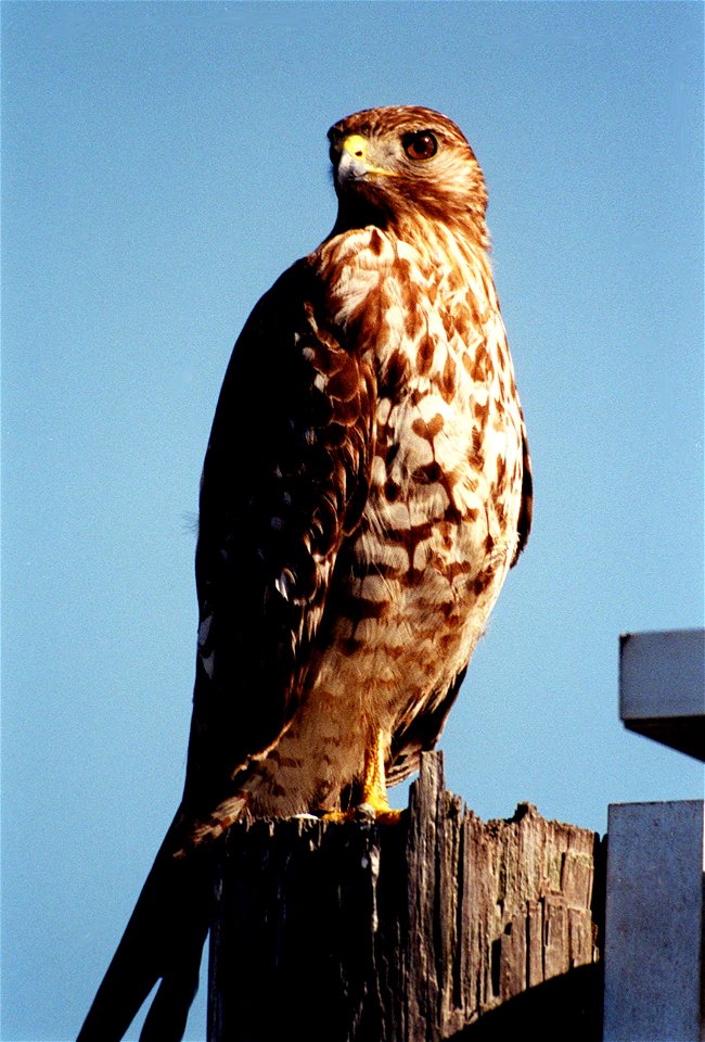 Red-shouldered Hawk Buteo lineatus, on the roadside at Kennedy Space Center in Florida.