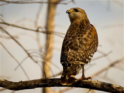 A Red-shouldered Hawk (Buteo lineatus) perched on a branch. Photo taken with an Olympus E-5 in Everglades National Park, FL, USA.Cropping and post-processing performed with Adobe Lightroom. photo