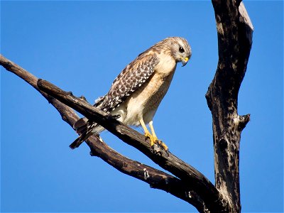 A Red-shouldered Hawk (Buteo lineatus) perched on a branch. Photo taken with an Olympus E-5 in Sarasota County, FL, USA.Cropping and post-processing performed with Adobe Lightroom.