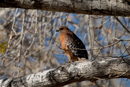 Red-shouldered Hawk You are free to use this image with the following photo credit: Peter Pearsall/U.S. Fish and Wildlife Service photo