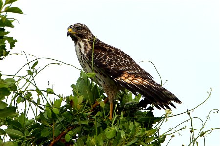 RedShoulderedHawk, NPSPhoto, G.Gardner