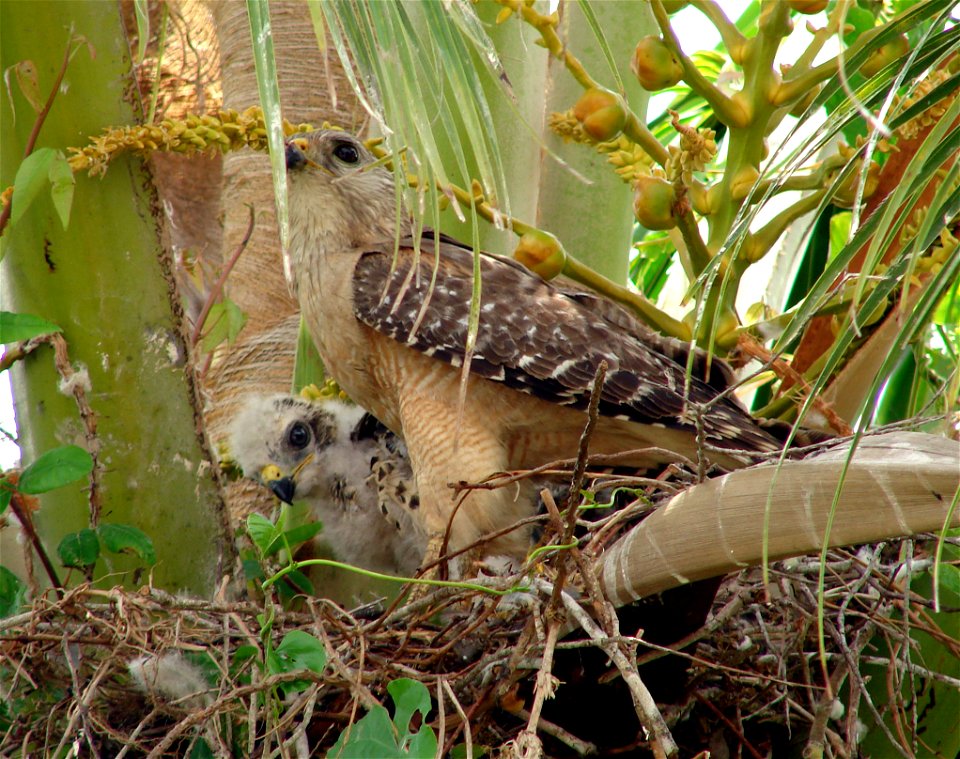 Red Shouldered Hawk Chicks (1),NPSphotos.jpg