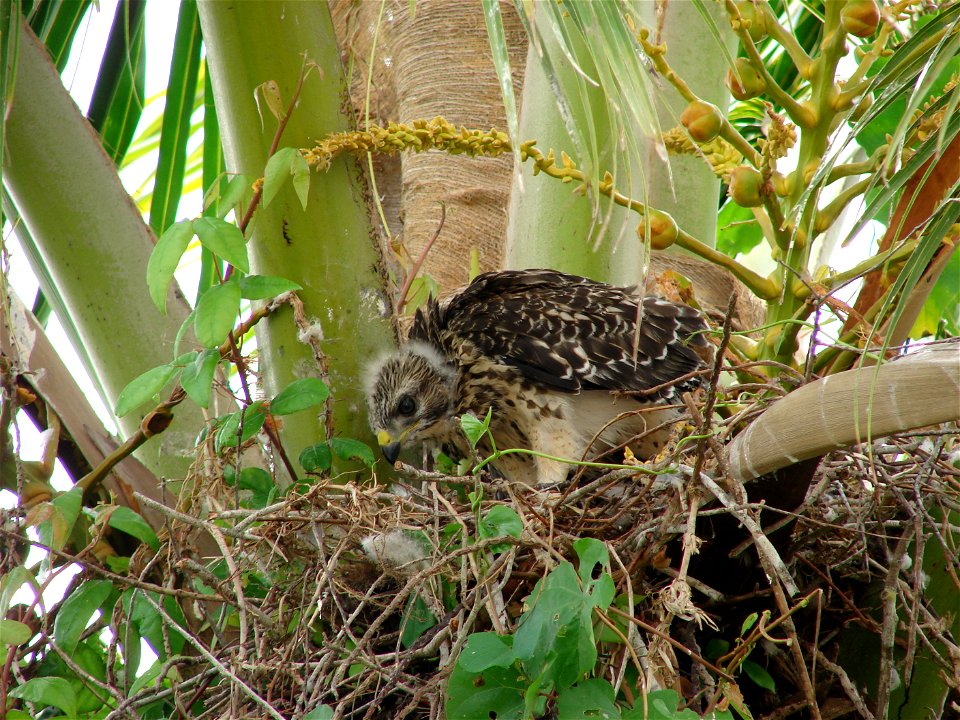 Red Shouldered Hawk Chicks (2),NPSphotos.jpg