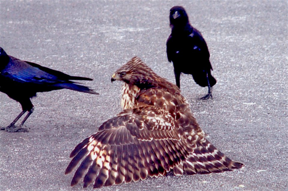red shouldered hawk protecting it's meal, NPSPhoto