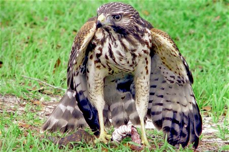 red shouldered hawk eating brown water snake, NPSPhoto