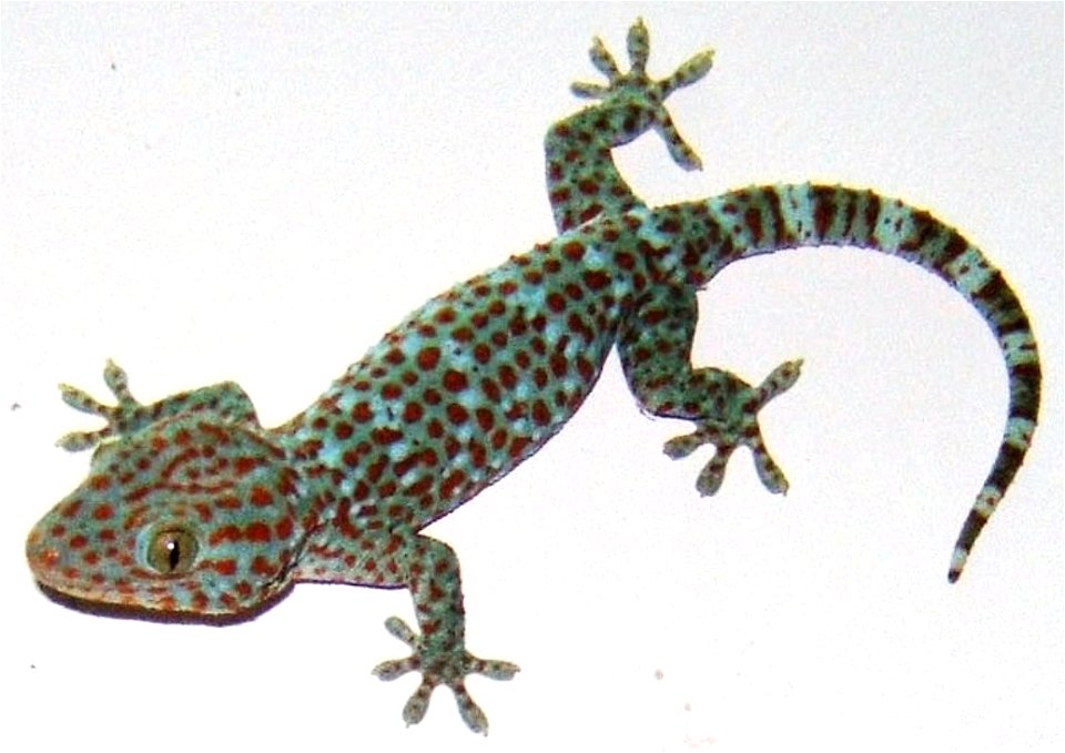 A Tokay gecko in Binh Thuan province, Vietnam