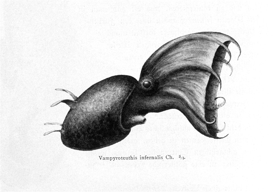 Vampyroteuthis infernalis