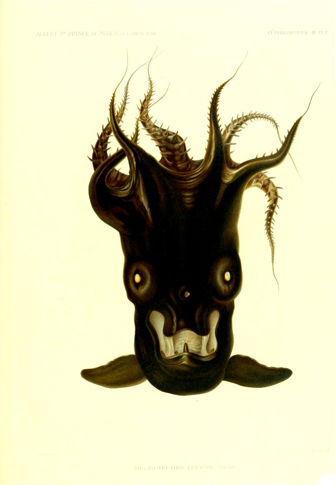 4 
ALBERT Rf^ PRINCE DE MONACO, CAMP.SCIENT. 
CEPHALOPODES (111) PL.V. 
Vesquepinx. 
Wenier àWinfer, Francfort ^/M. 

MELANOTEUTHIS LUCENS JOUBlN