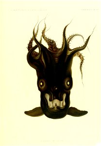 4 
ALBERT Rf^ PRINCE DE MONACO, CAMP.SCIENT. 
CEPHALOPODES (111) PL.V. 
Vesquepinx. 
Wenier àWinfer, Francfort ^/M. 

MELANOTEUTHIS LUCENS JOUBlN