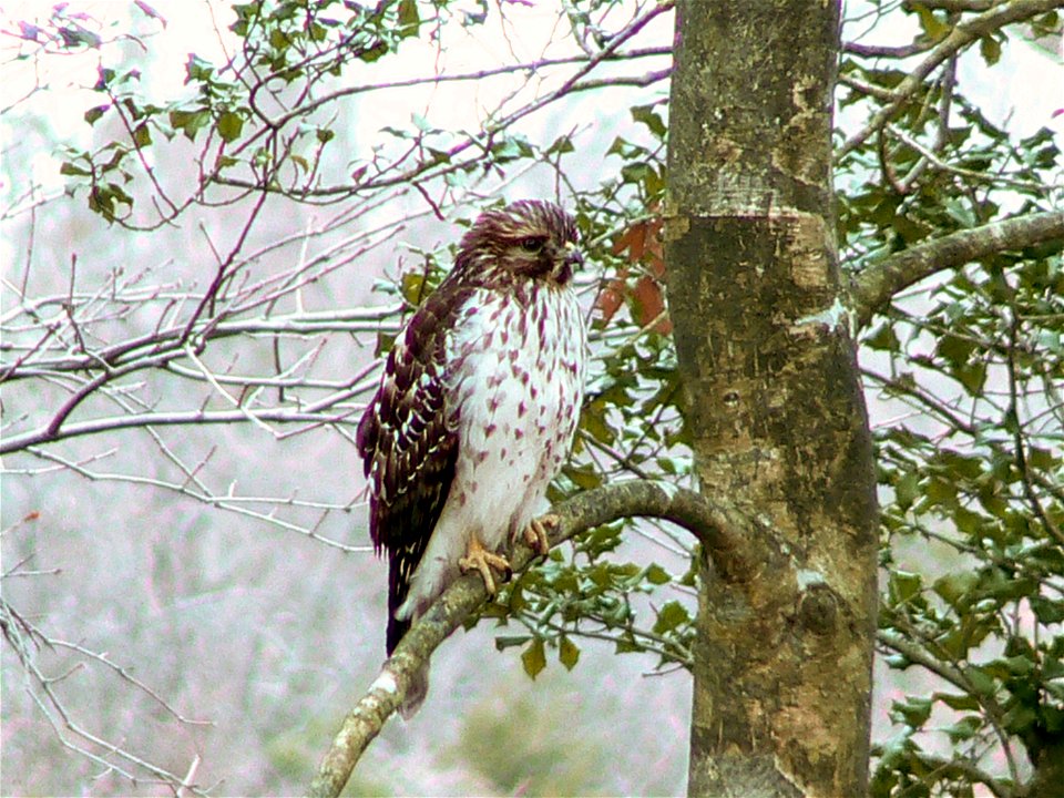 Red-shouldered hawk at Cape May National Wildlife Refuge. Credit: Laura Perlick / USFWS photo