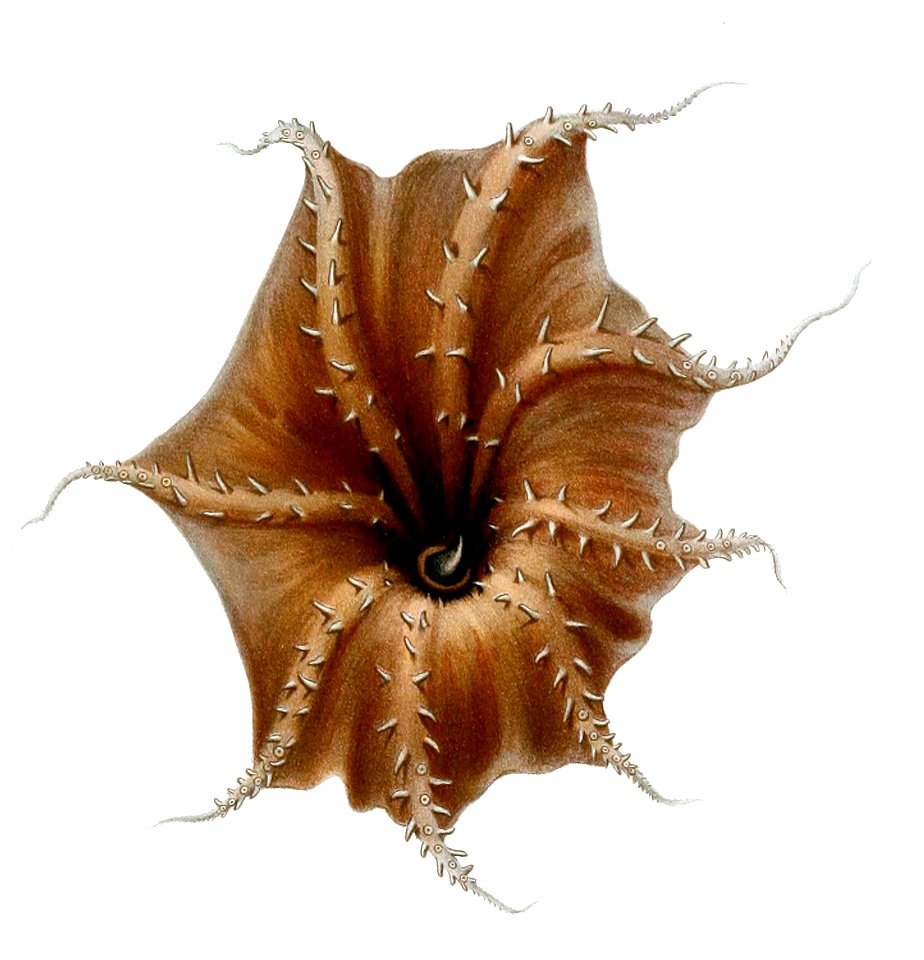 Vampyroteuthis infernalis arms