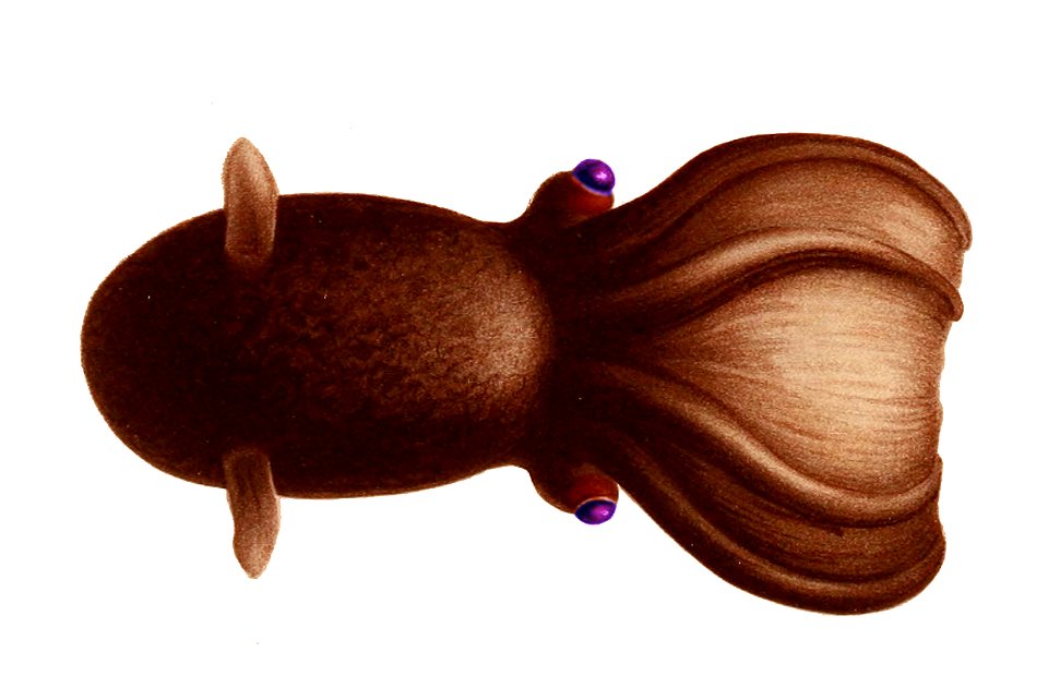 Vampyroteuthis infernalis