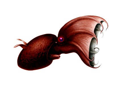 Vampyroteuthis infernalis photo