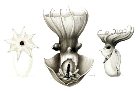 Vampyroteuthis infernalis