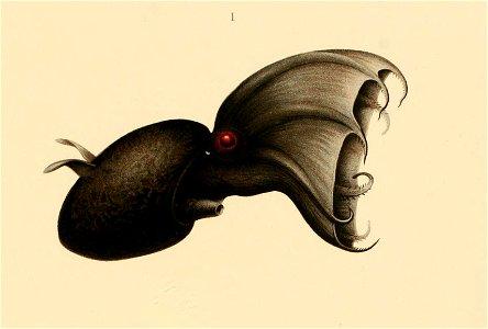 Vampyroteuthis infernalis