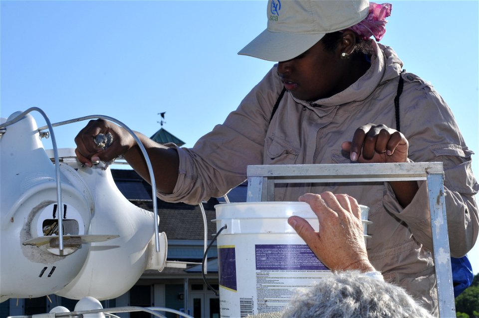 A CDIP intern bands a purple martin at Edwin B. Forsythe National Wildlife Refuge.