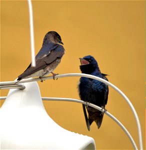 This pair was spotted at Prairie Wetlands Learning Center in Fergus Falls, Minnesota just 72 hours after their return this spring. Photo by David Ellis/USFWS.
