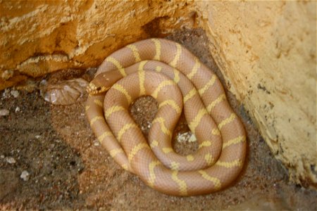 California Kingsnake (Lampropeltis getulus) in zoological garden to Gdańsk