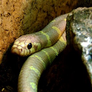 Serpent-Roi de Californie lavande ( Lampropeltis getula californiae lavander ). L'Ile aux Serpents, à La Trimouille (86).